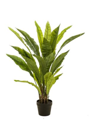 Asplenium paproci
