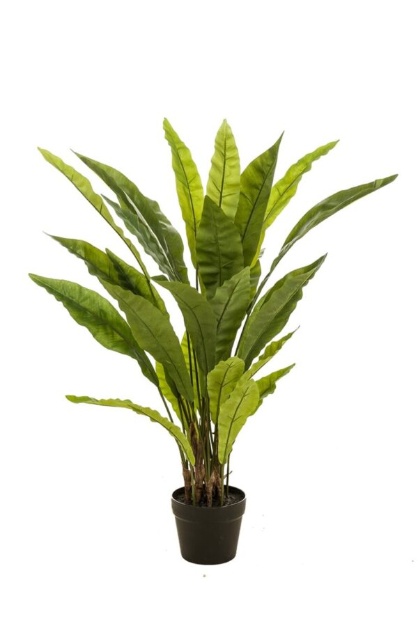 Asplenium paproci
