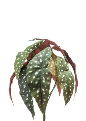 Begonia plamista