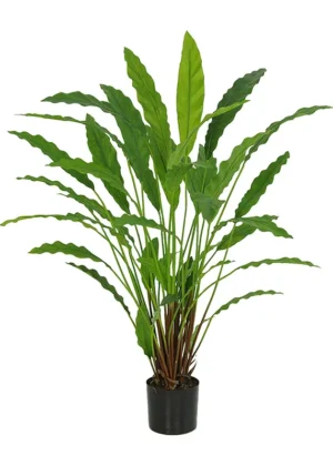 Calathea