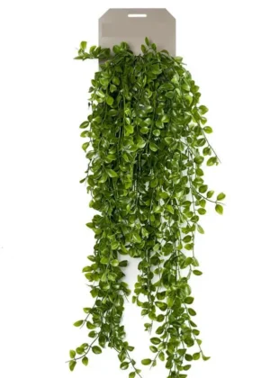 Ficus pumila krzew wiszący