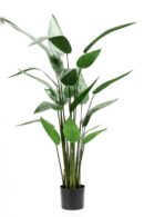 Heliconia