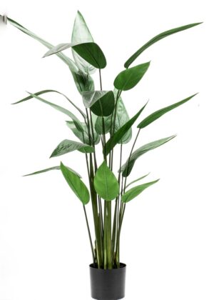 Heliconia