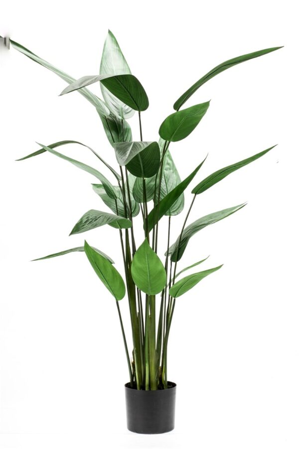 Heliconia