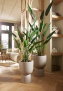 Heliconia