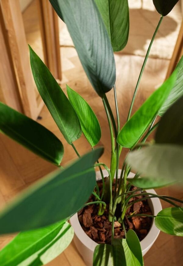 Heliconia - obrazek 3