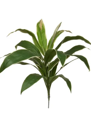 Cordyline