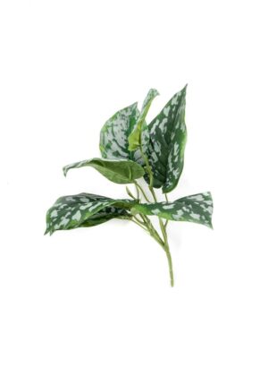 Krzew Scindapsus pictus zielono-szary