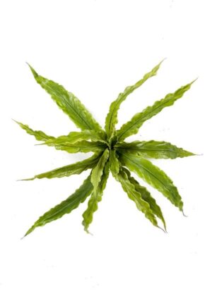 Krzew paproci Asplenium