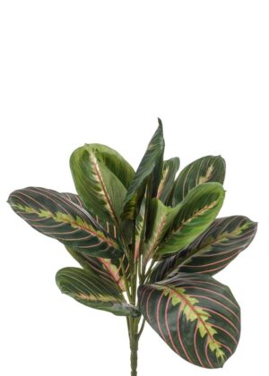 Maranta