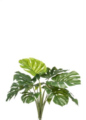 Monstera