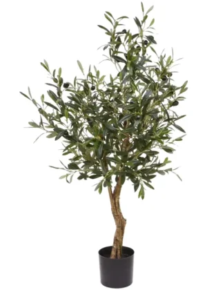 Olea Europea