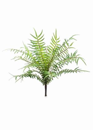 Paproć blechnum