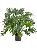 Philodendron premium