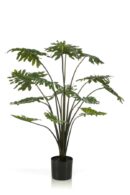 Philodendron