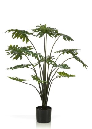 Philodendron