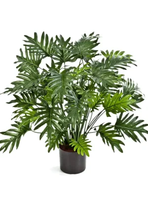 Philodendron premium