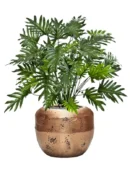 Philodendron premium