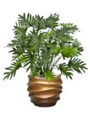 Philodendron premium