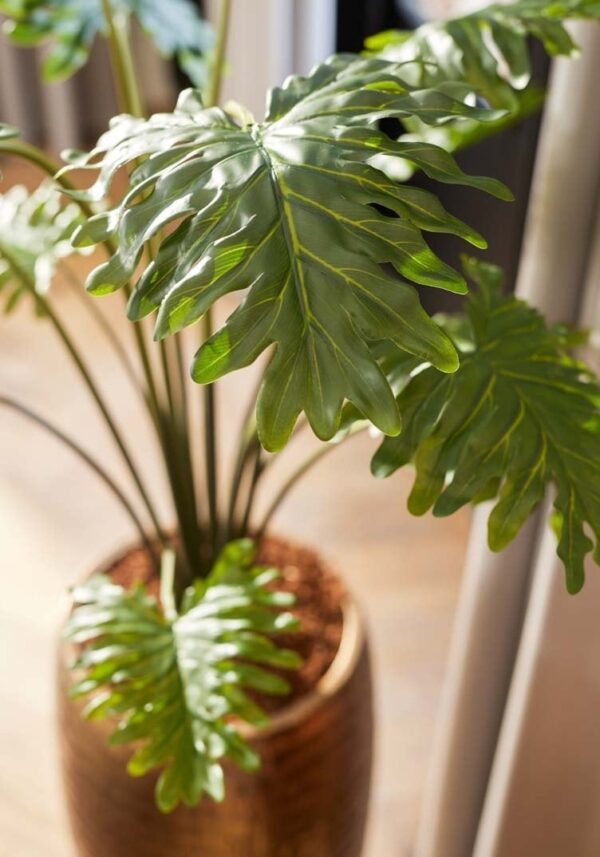 Philodendron - obrazek 3