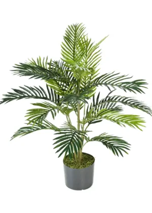 Areca